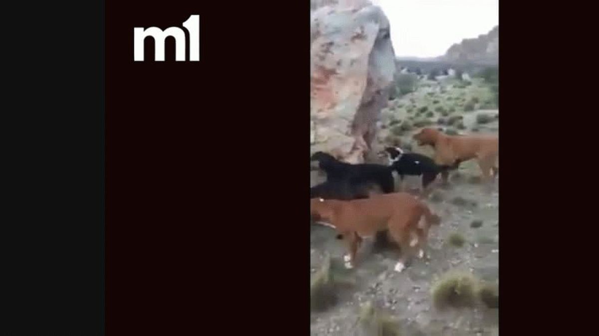 Peticionario mediodía mejilla VIDEO: El brutal ataque de unos perros a un puma