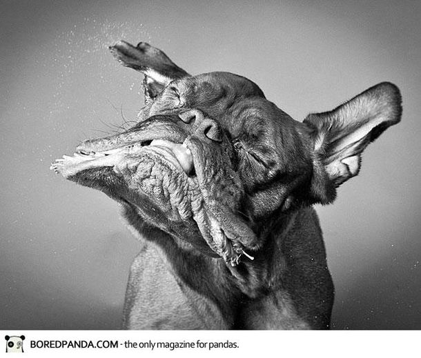 VIDEO: Furor el video de perros sacudiendo la cabeza en cámara lenta