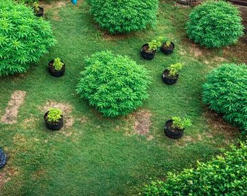 Córdoba: secuestraron 17 plantas de marihuana y detuvieron a la dueña de la huerta