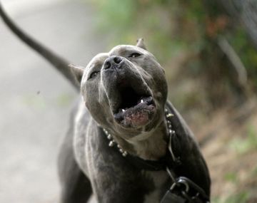 Un pitbull atacó a un jóven que cumplía arresto domicialiario.