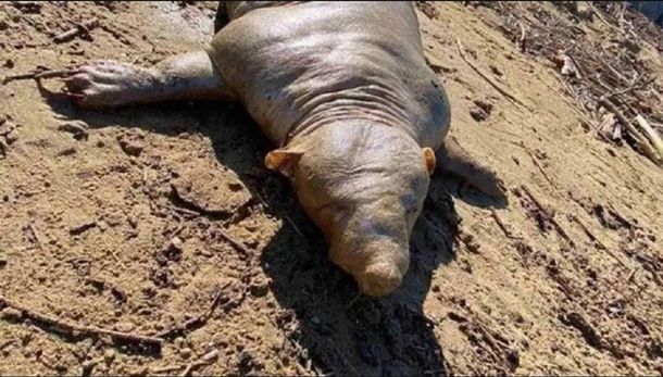 Grecia: una extraña criatura sorprendió y se hizo viral