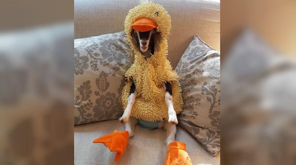 Polly ama su disfraz de patito