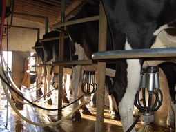 Empresas lácteas argentinas evalúan la importación de leche desde Uruguay. Empresas lácteas argentinas evalúan la importación de leche desde Uruguay.