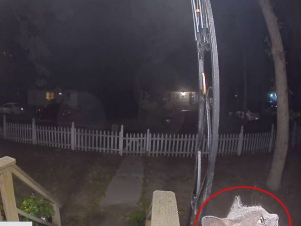 Viral en TikTok: una gata se perdió, volvió a su hogar y le tocó timbre a sus dueños