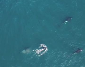 Orca golpeó a una foca con su cola