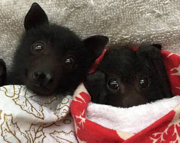 Cachorros revolucionan  web con su ternura pero ¿qué son?