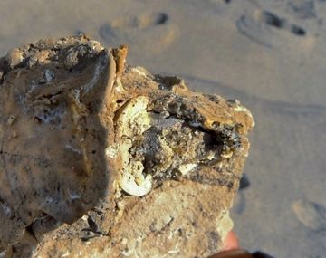 Los restos fósiles fueron encontrados por vecinos del barrio Playa Chapadmalal, en el    sur de Mar del Plata.