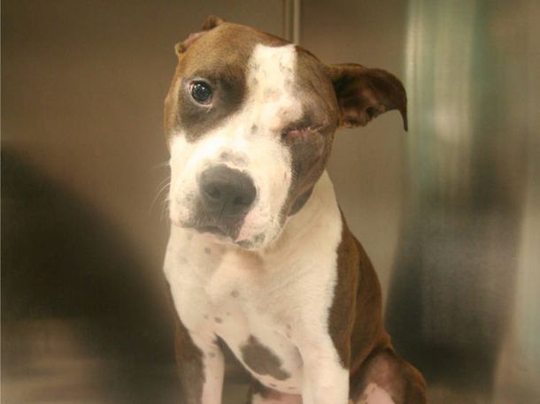 Se recupera la perra que fue baleada por la policía en Nueva York