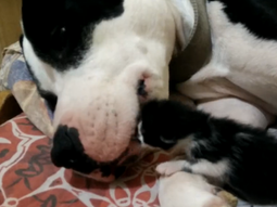 Un pitbull ayuda a calmar a un gato de un día Un pitbull ayuda a calmar a un gato de un día