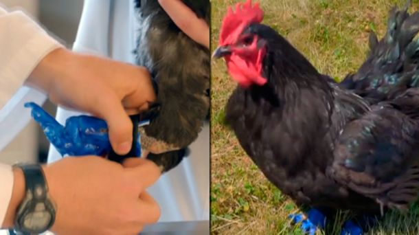 Un gallo volvió a caminar gracias a unas prótesis hechas en una impresora 3D