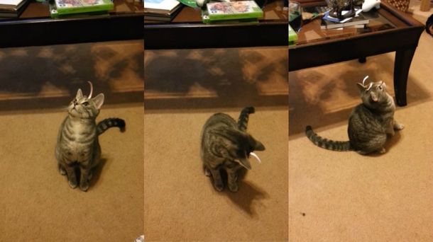 Una gatita enloquece en su pelea con el sticker que le pegaron sobre la cabeza