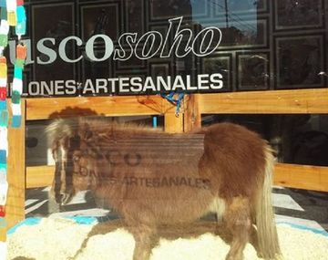 El poni estaba en la vidriera del local bajo los rayos del sol y no recibía alimento