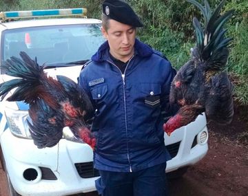 Encuentran a 20 personas cuando hacían pelear a gallos en una chacra