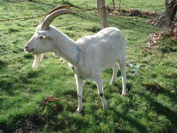 Discusión mortal por una cabra