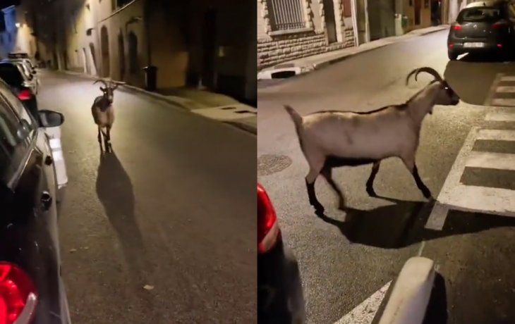 Insólito: una cabra suelta en medio de los disturbios en París