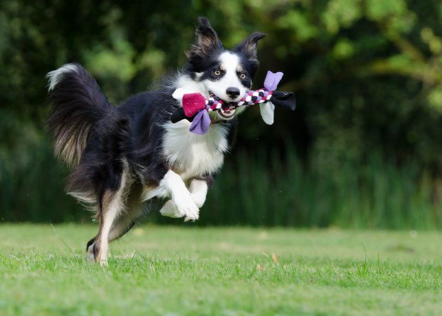 cuales-son-los-10-perros-mas-inteligentes