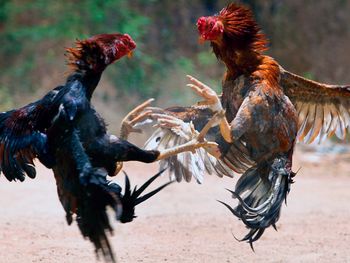 Desbaratan una riña de gallos y 16 reuniones sociales en Córdoba