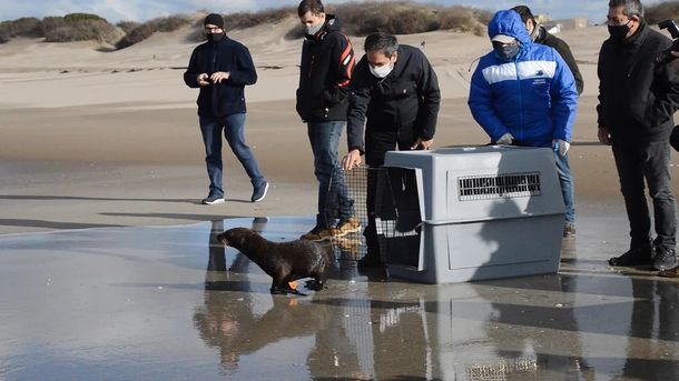Devuelven cuatro lobos y un elefante marinos al mar en la provincia de Buenos Aires