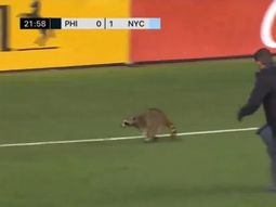 Insólito momento en la MLS: partido demorado por la invasión de un mapache