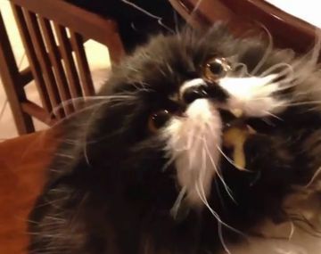 Un gato queda con el cerebro congelado