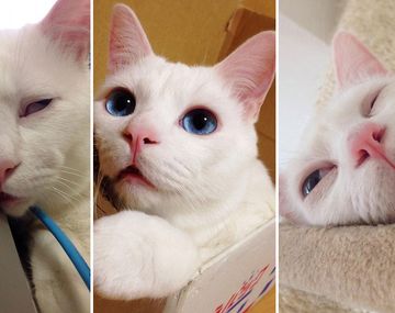 Conocé al gato más feo cuando duerme