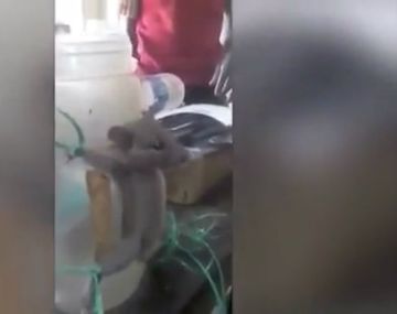 La ratita sufrió a manos del sádico tendero de la India