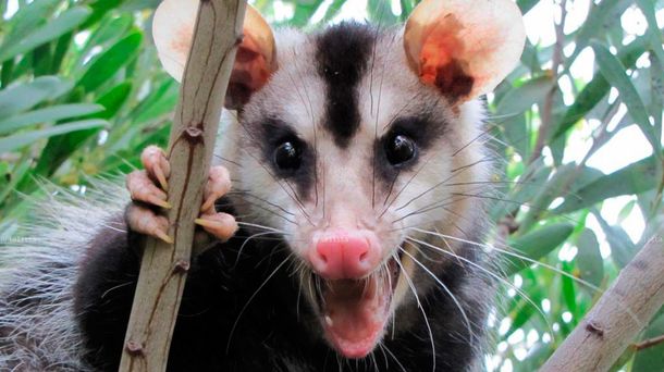 Una comadreja dejó sin luz a medio Bragado y casi interrumpe un show de Jairo