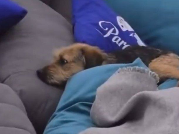 Gran Hermano Chile: maltrataron al perro de la casa y el video generó revuelo