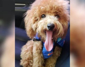 Lanús: una mujer le robó el perro a dos nenes y quedó filmada