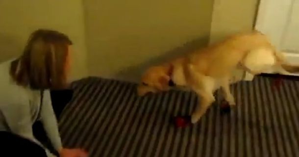 La extraña reacción de un perro cuando le ponen zapatos