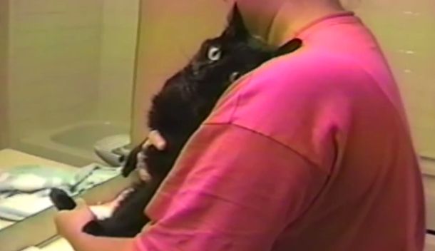 No quiere saber nada: así reacciona un gato cuando intentan bañarlo