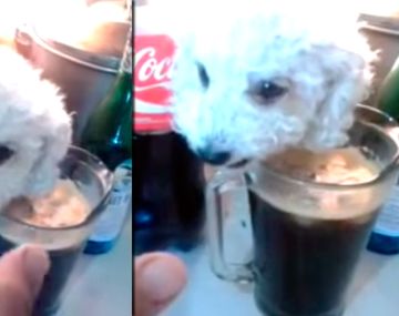 Mirá cómo este perro mezquina su vaso de fernet