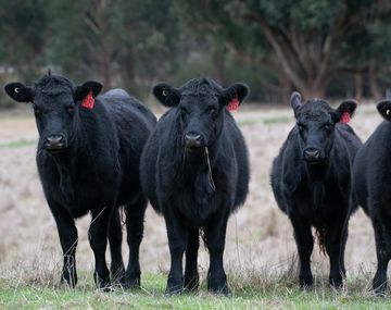 Misiones: detectaron tres casos de rabia en bovinos