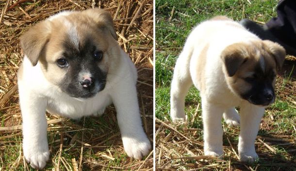 La conmovedora historia del perro acordeón se ganó al público de un festival