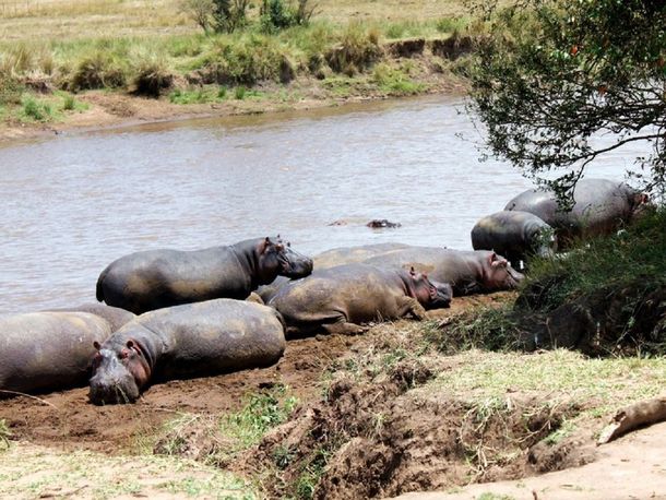 Un turista sacaba la foto de un lago y un hipopótamo lo mató