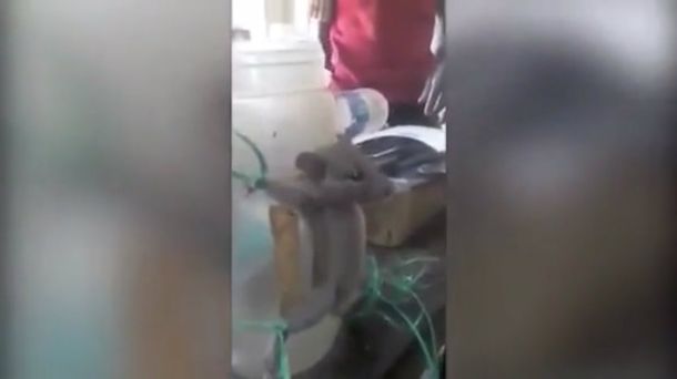 La ratita sufrió a manos del sádico tendero de la India