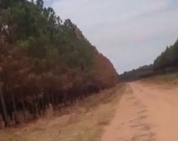 Corrientes: el joven que quemó un bosque explicó qué pasó