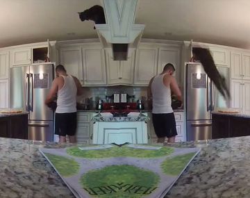 Un gato volador saltó por encima de su dueño 