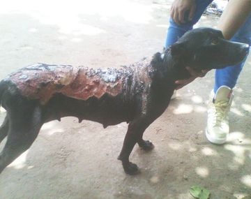 Crueldad extrema: le tiraron ácido a una perra preñada