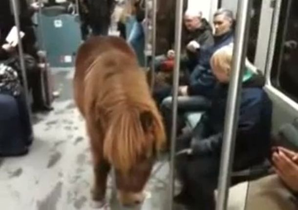 Un acompañante insólito: una mujer viaja en el subte con su poni