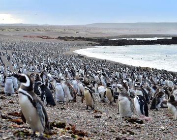 Record de llegada de pingüinos en Punta Tombo