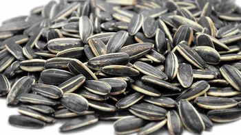 Se ahogó con semillas de girasol y murió Se ahogó con semillas de girasol y murió