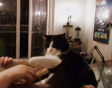 Lisa no puede parar de consumir los pelos de su gato