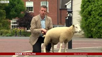 el desliz de una oveja se robo una entrevista el desliz de una oveja se robo una entrevista