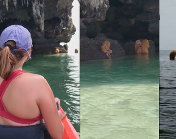 VIDEO: Turistas encontraron unas extrañas criaturas en una playa de Tailandia