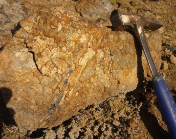 Parque jurásico en Santa Cruz: descubren plantas e insectos