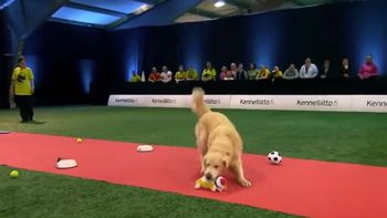 este perro es incapaz de obedecer a su dueno, pero lo que hace es mejor este perro es incapaz de obedecer a su dueno, pero lo que hace es mejor