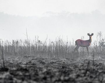 Cuándo y por cuántos días va a llover en Corrientes