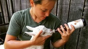 una granja pidio voluntarios para abrazar y mimar a sus cabras bebes una granja pidio voluntarios para abrazar y mimar a sus cabras bebes