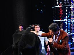 tinelli ordeno mal una vaca y no obtuvo leche, sino otra cosa tinelli ordeno mal una vaca y no obtuvo leche, sino otra cosa